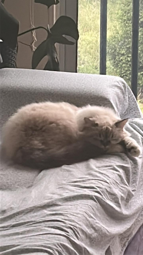 Michi