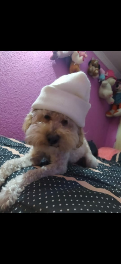 Copito