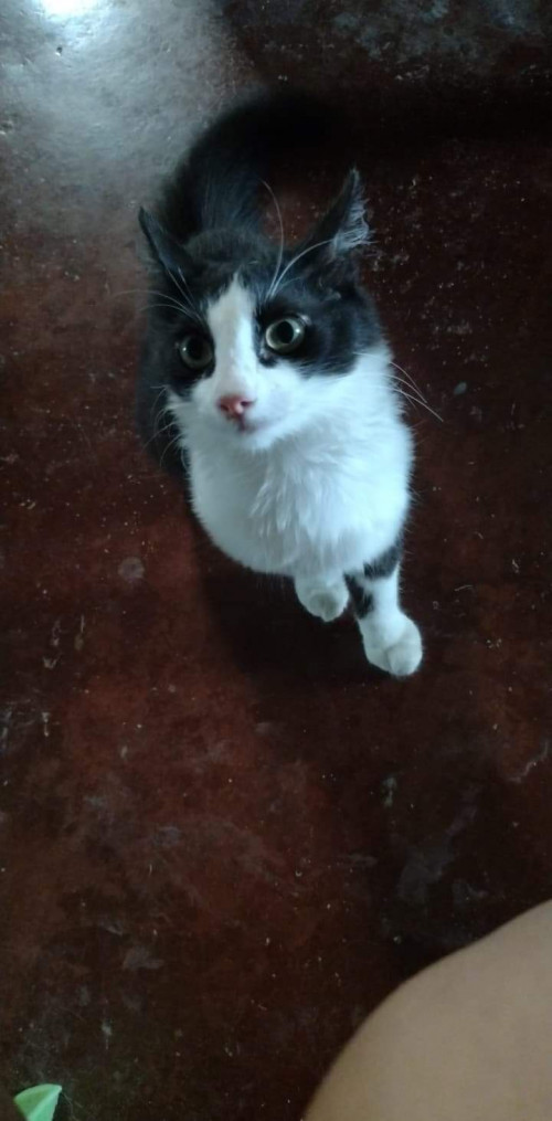 Orión