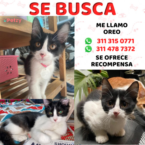 Foto de mascota Oreo 