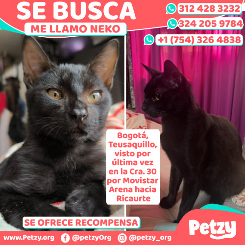 Foto de mascota Neko