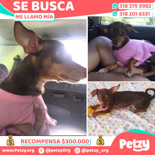 Foto de mascota Mía