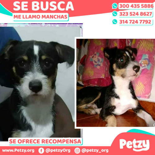 Foto de mascota Manchas