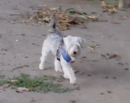 Max