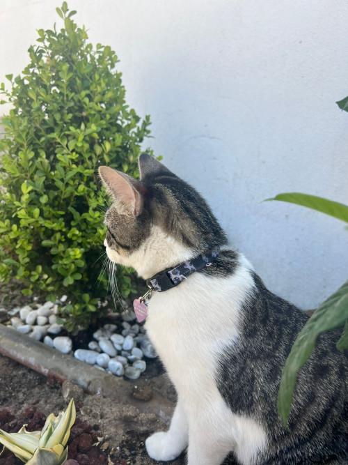 Nala