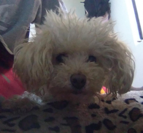 Princesa