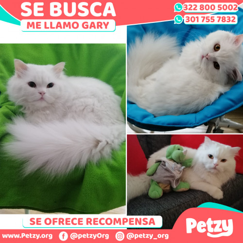 Foto de mascota Gary