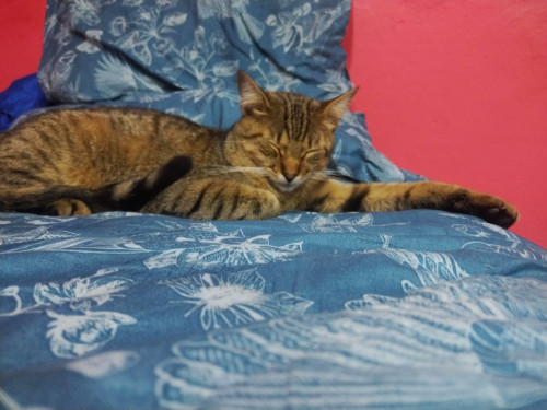 Loky