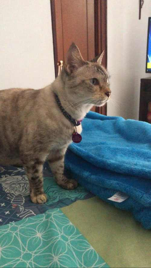 Niña