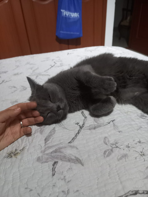 Morita