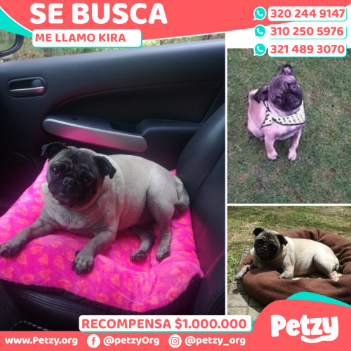 Foto de mascota Kira