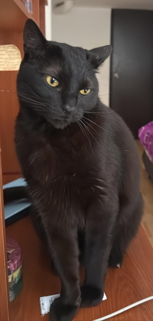 Tachala