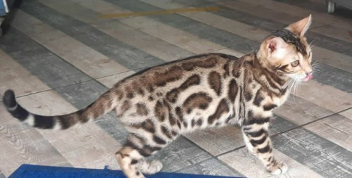 Habana