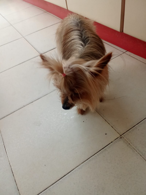 Rolly