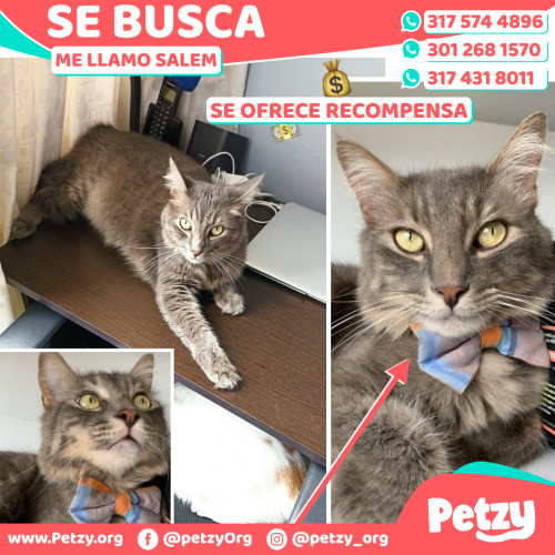 Foto de mascota Salem