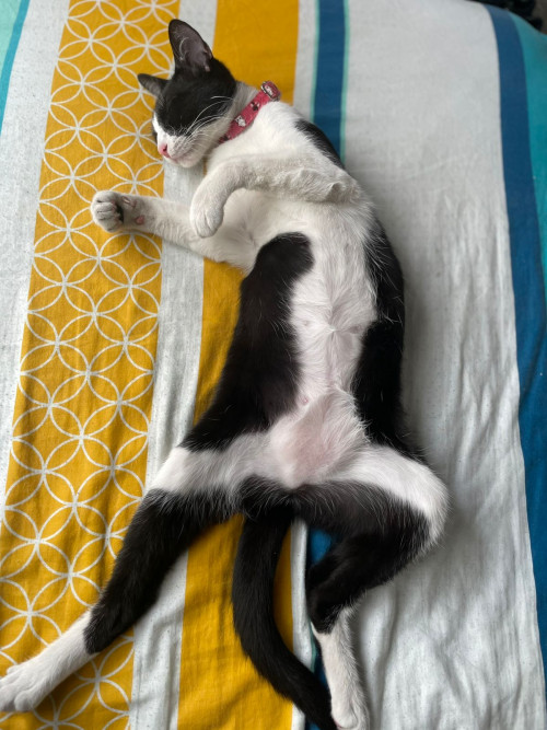 Kitty