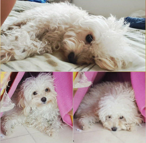 Milu