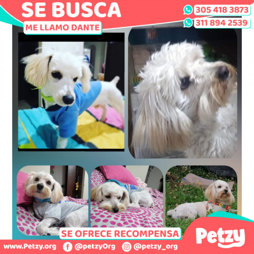 Foto de mascota Dante