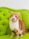 Foto de Tigger en Villavicencio Meta #1