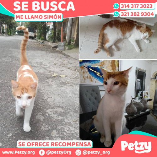 Foto de mascota Simón