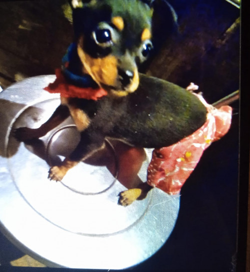 Pitucha