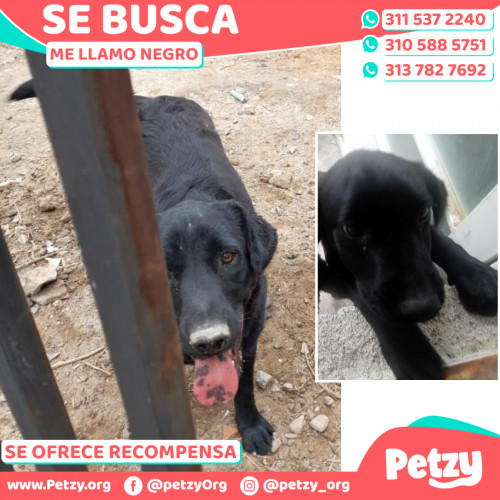 Foto de mascota Negro