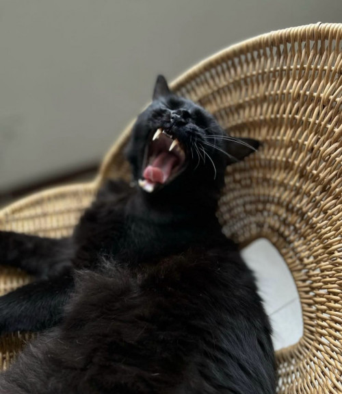 Negro
