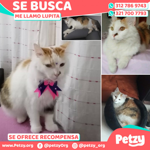 Foto de mascota Lupita