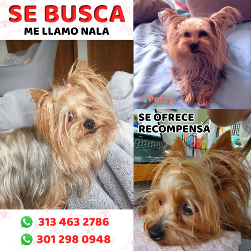 Foto de mascota Nala