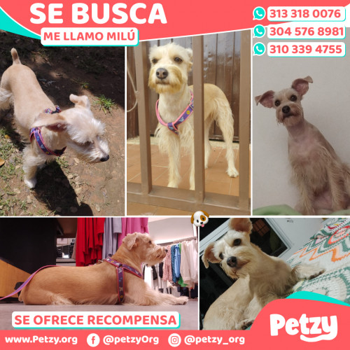 Foto de mascota Milú