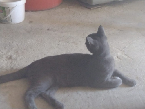 Michu