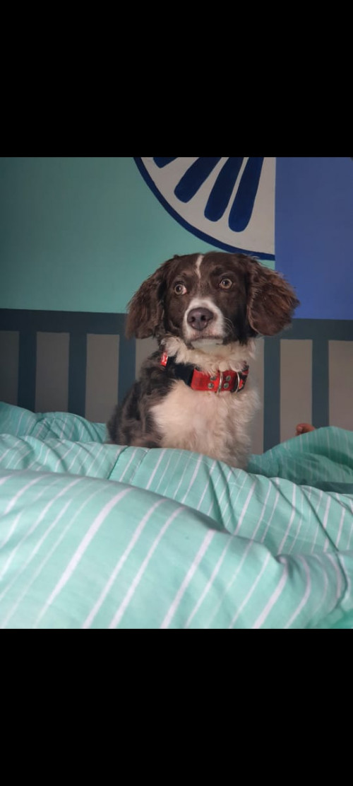 Milo