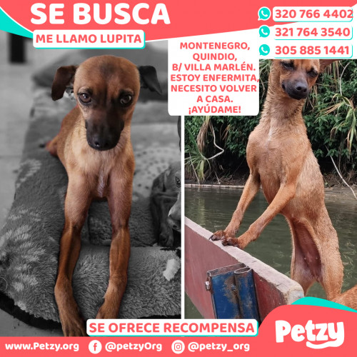 Foto de mascota Lupita