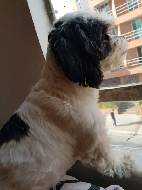 Braulio