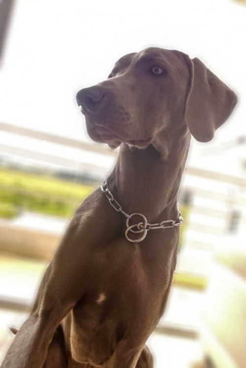 Sam