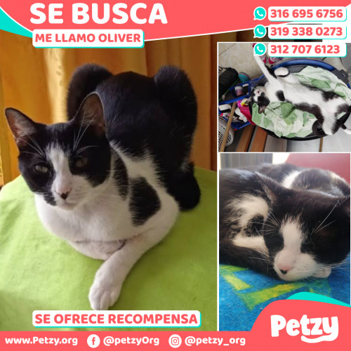 Foto de mascota Oliver