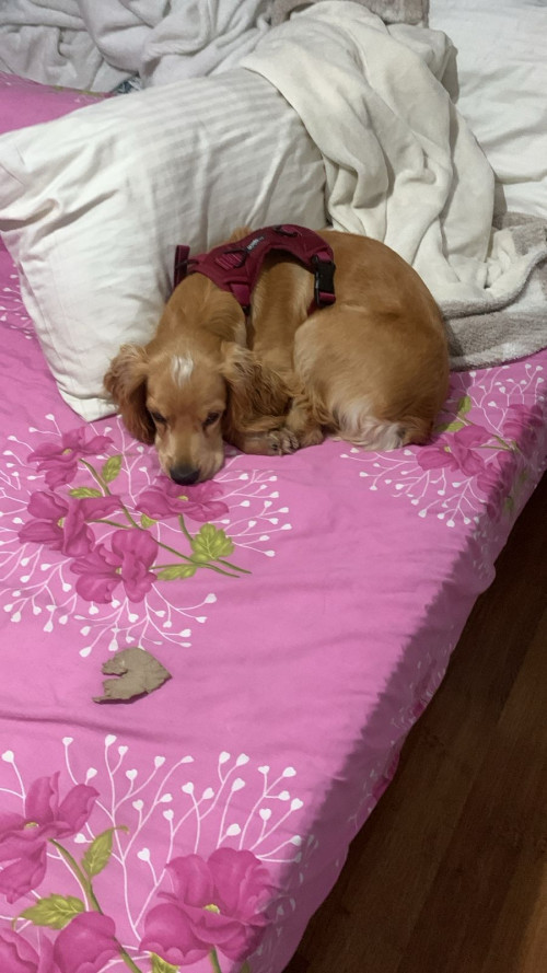 Se Busca A Este Perrito