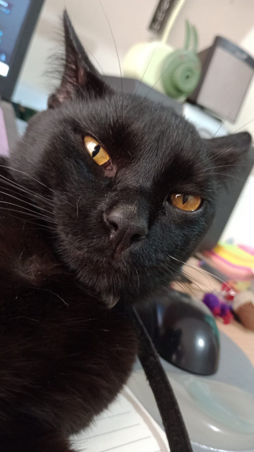 Merlín