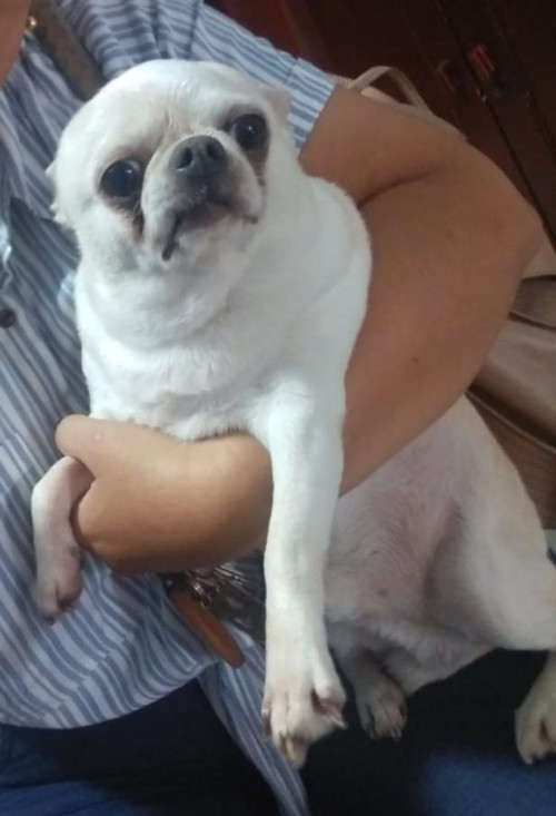 Toby