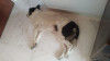 Foto de Lassie en Tunja Boyacá #2