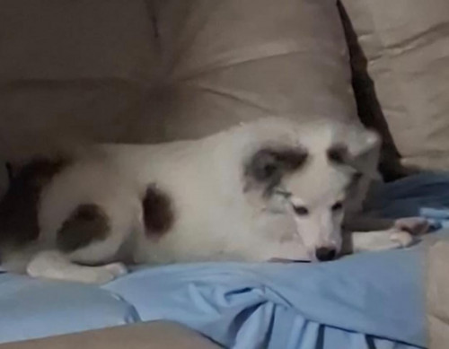 Noa