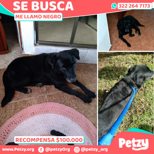 Foto de mascota Negro