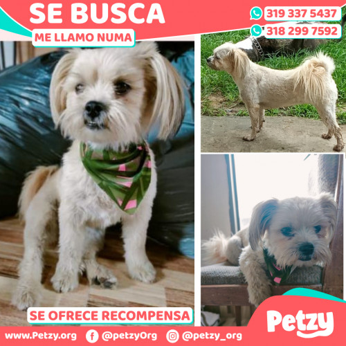 Foto de mascota Numa