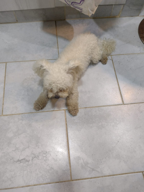 Niña