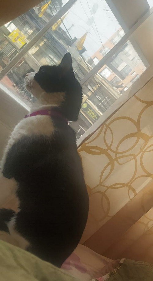 Yoko