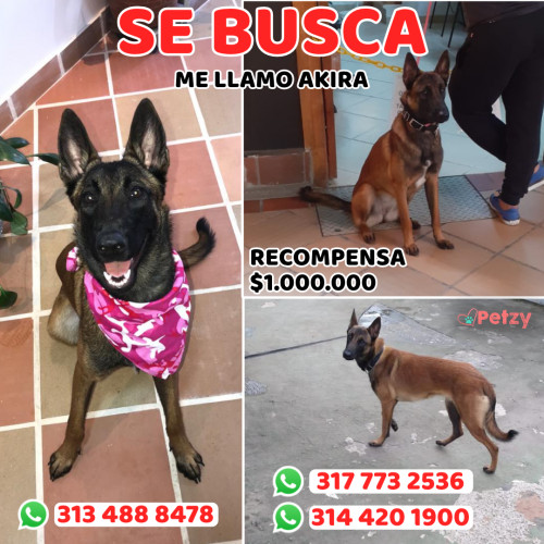 Foto de mascota Akira