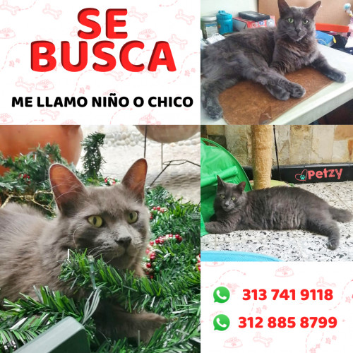 Foto de mascota Niño O Chico