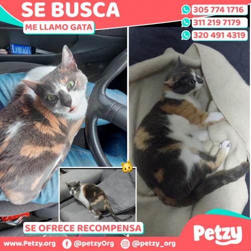 Banner de Gata