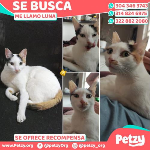 Foto de mascota Luna