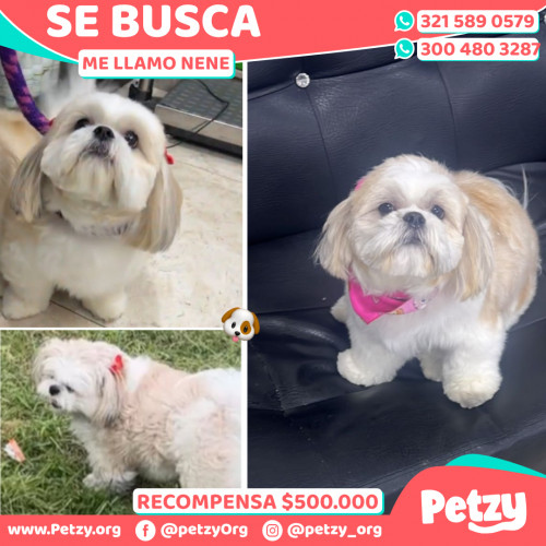 Foto de mascota Nene